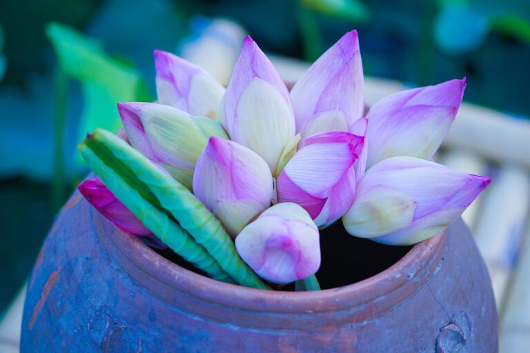 Lilly Pilly Planting Guide Lilly Pilly Planting Guide